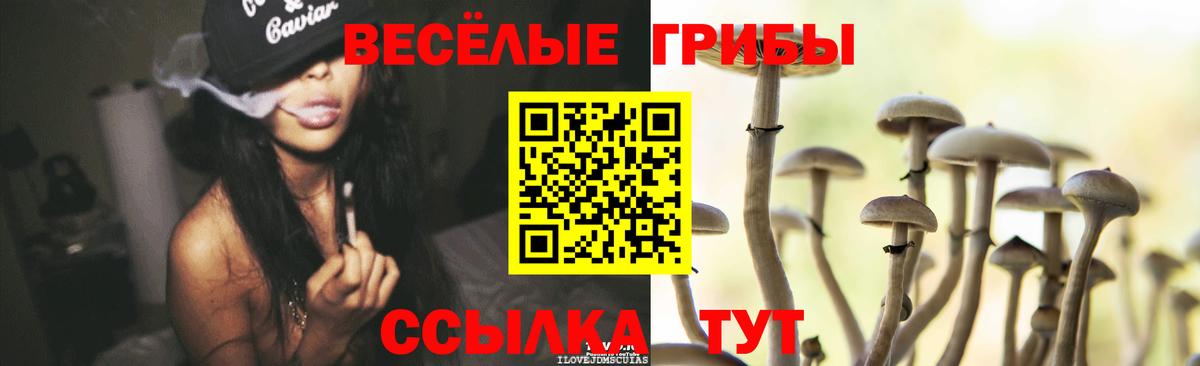 Псилоцибиновые грибы Psilocybine cubensis Городец